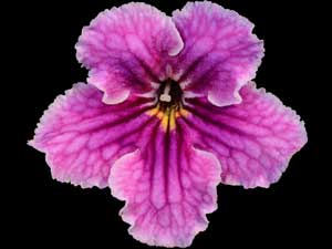 Streptocarpus - DEM-Dreams