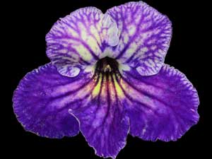 Streptocarpus - OD-Liubcheck
