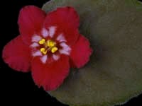 Heart's Aglow