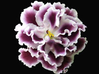 RS-Gertsoginia (Duchess)