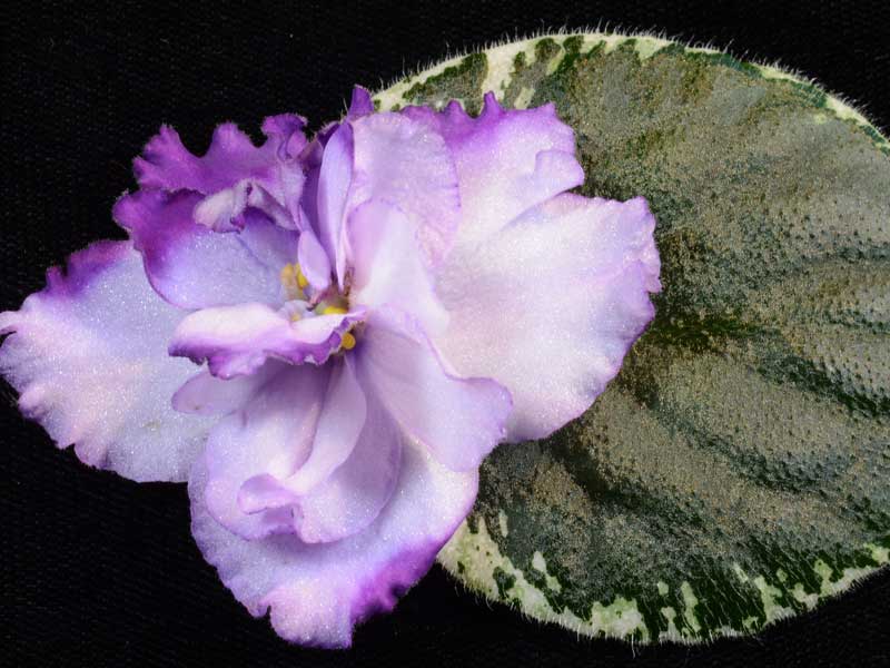 Buckeye Blossom