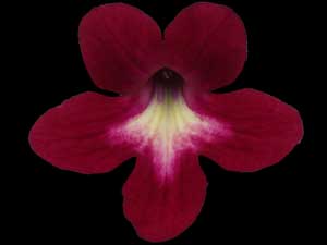 Streptocarpus - Texas Hot Chili