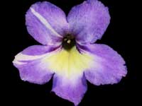 Streptocarpus - 35 After the Rain