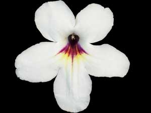 Streptocarpus - Bristol's Chicken Little