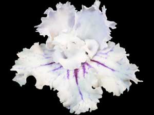 Streptocarpus - Fred's Riverdance