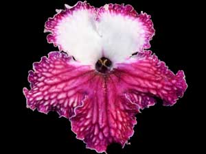 Streptocarpus - Jazzy Lady