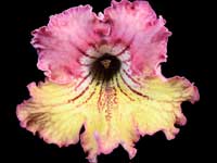 Streptocarpus - Listy