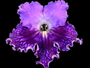 Streptocarpus - Neil's Purple Martin