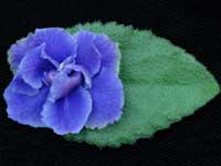 African Violets By Lyndon Lyon Greenhouses