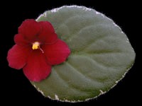 Lyon's Minnie-HaHa  Blatt/ leaf African Violet Usambaraveilchen 