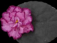 Buckeye Cranberry Sparkler