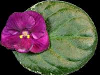 Buckeye Ruby Ripples