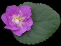 Hawaiian Pearl
