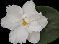 Rhapsody in White
