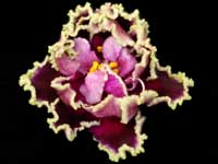 Kamennyi Tsvetok (Gem Flower)
