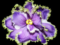 LE-Legkaia Grust (Light Melancholy)