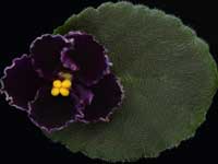 Mac's Basic Black with Pearls