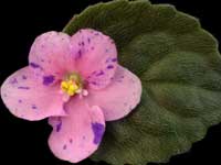 Enchanting Waterfall