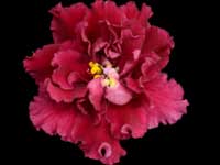 LE-Ognennyi Tsvetok (Fire Flower)