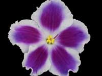 EK-Rock 'n' Roll (Rock 'n' Roll)