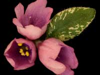 LE-Shotlandskii Veresk (Scottish Heather)