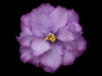 EK-Goluboglazia Rossiia (Blue-eyed Russia)