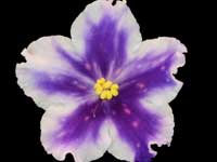 VaT-Tsar Gorokh (King of Peas)