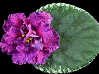 Buckeye Columbus Platinum