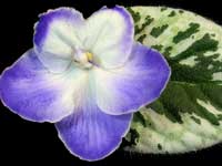 Cajun's Mystical Star