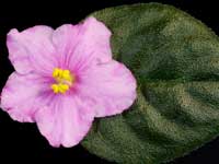 Pretty 'n Pink