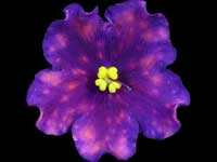 VaT-Maiak (Lighthouse) sport