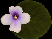 S. clone velutinus lite