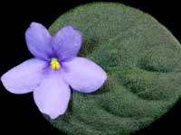 Cascadia Blues Trail