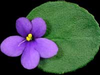 S. clone grotei Silvert