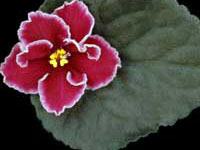 Rumba Red