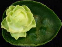 Hunter's Cabbage Goddess