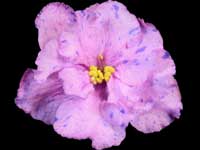 LE-Kleopatra (Cleopatra)