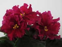 LE-Rubin Mogolov (Mughal Ruby)