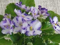 N-Aleksandra (Alexandra)