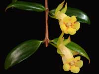 xCodonatanthus - Antique Gold